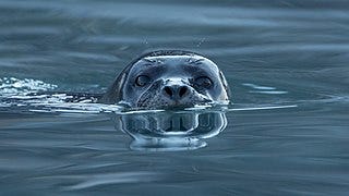 File:Harbor seal (Phoca vitulina) at Magdalen fjord, Svalbard (1).jpg