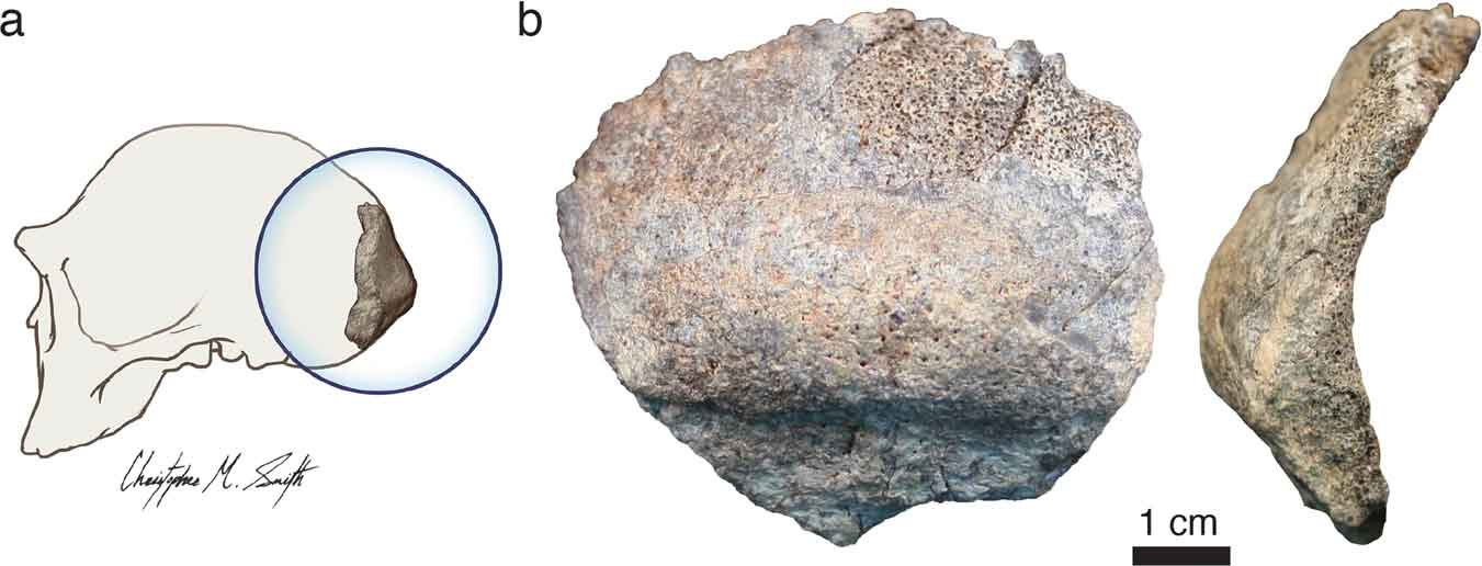 Posterior and lateral views of the KNM-ER 2598 occipital fragment, with an inset showing where it fits on a H. erectus skull