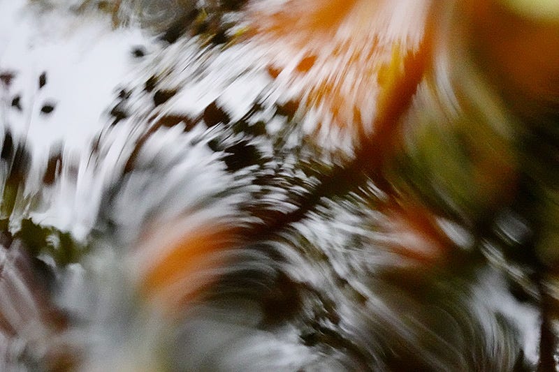 After the rains, water flows around a single birch leaf, distorting the reflected lines of the trees above
