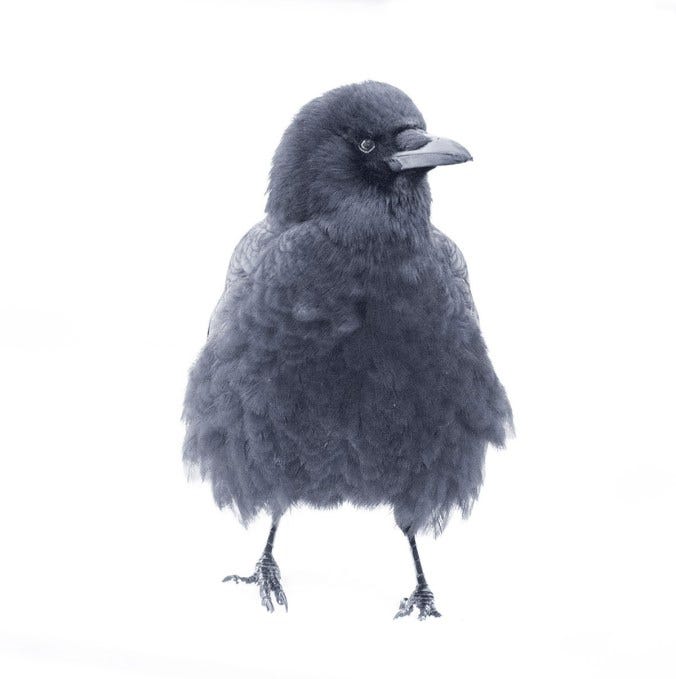 Fluffy Mabel the Crow