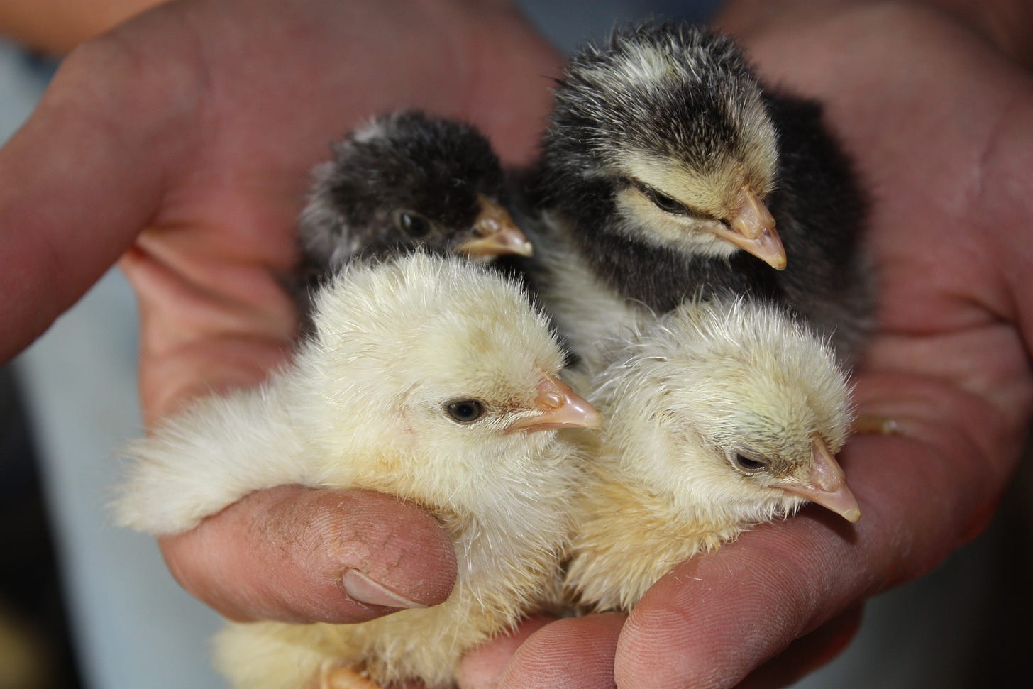 Newly hatched chicks at the farm