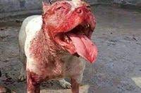 Graphic Scene: Bloody Pitbull Dog Chops Off Its Owner's Head In India -  Pets - Nigeria