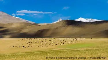 A landscape photo with a heard of goats in the distance and snow-covered mountains A landscape photo with a heard of goats in the distance and snow-covered mountains