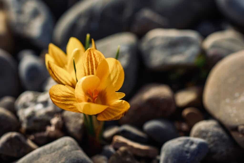 Yellow flower growing amongst rocks. Trust in the power of God.