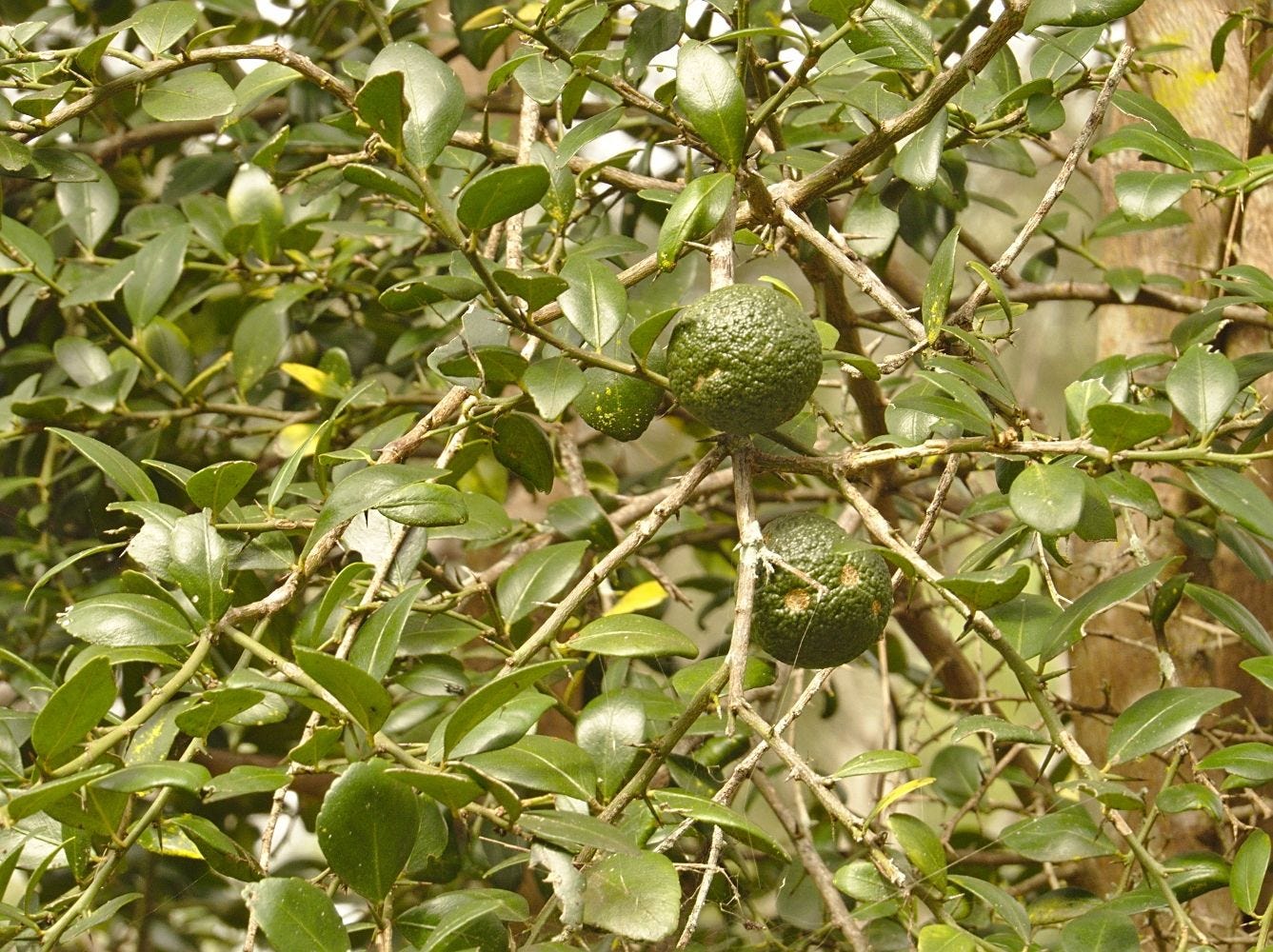 [Micro]citrus australis [Foliage & fruit - ATLAS] sml.jpeg
