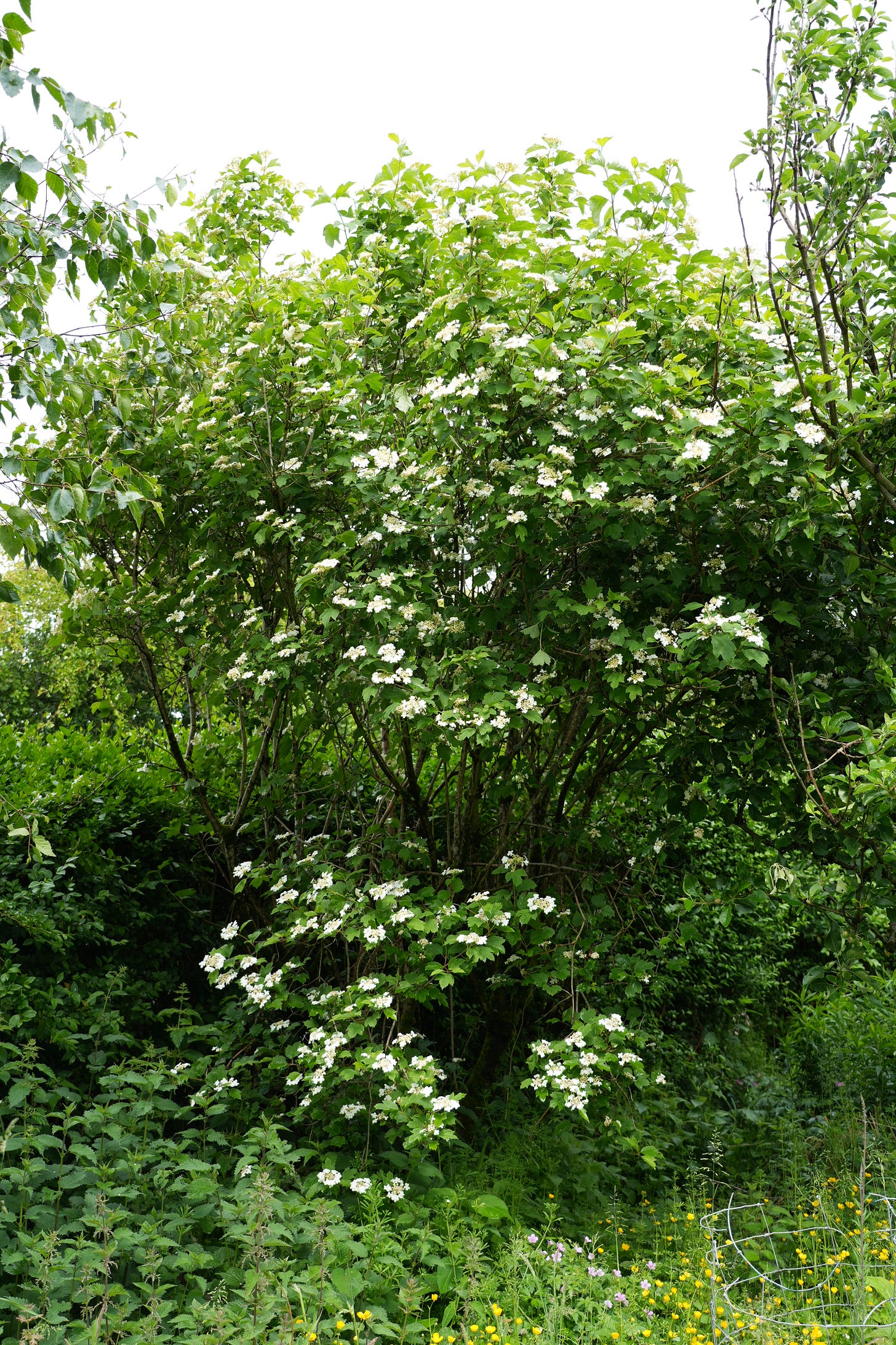 Viburnum opulus flowering in our garden in early June