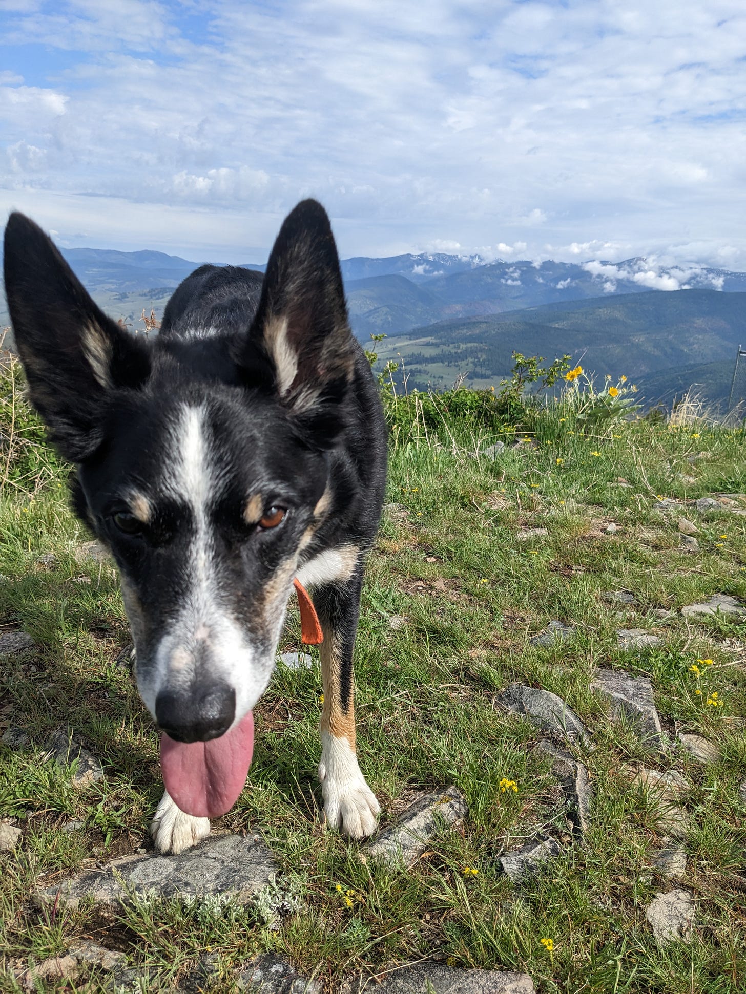 Dog panting on summit of a hill, with more mountains in view behind him.