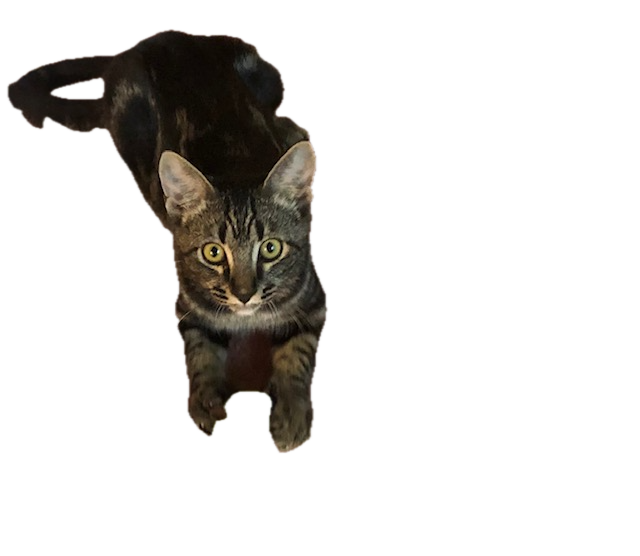 A cat looking up at the camera

Description automatically generated