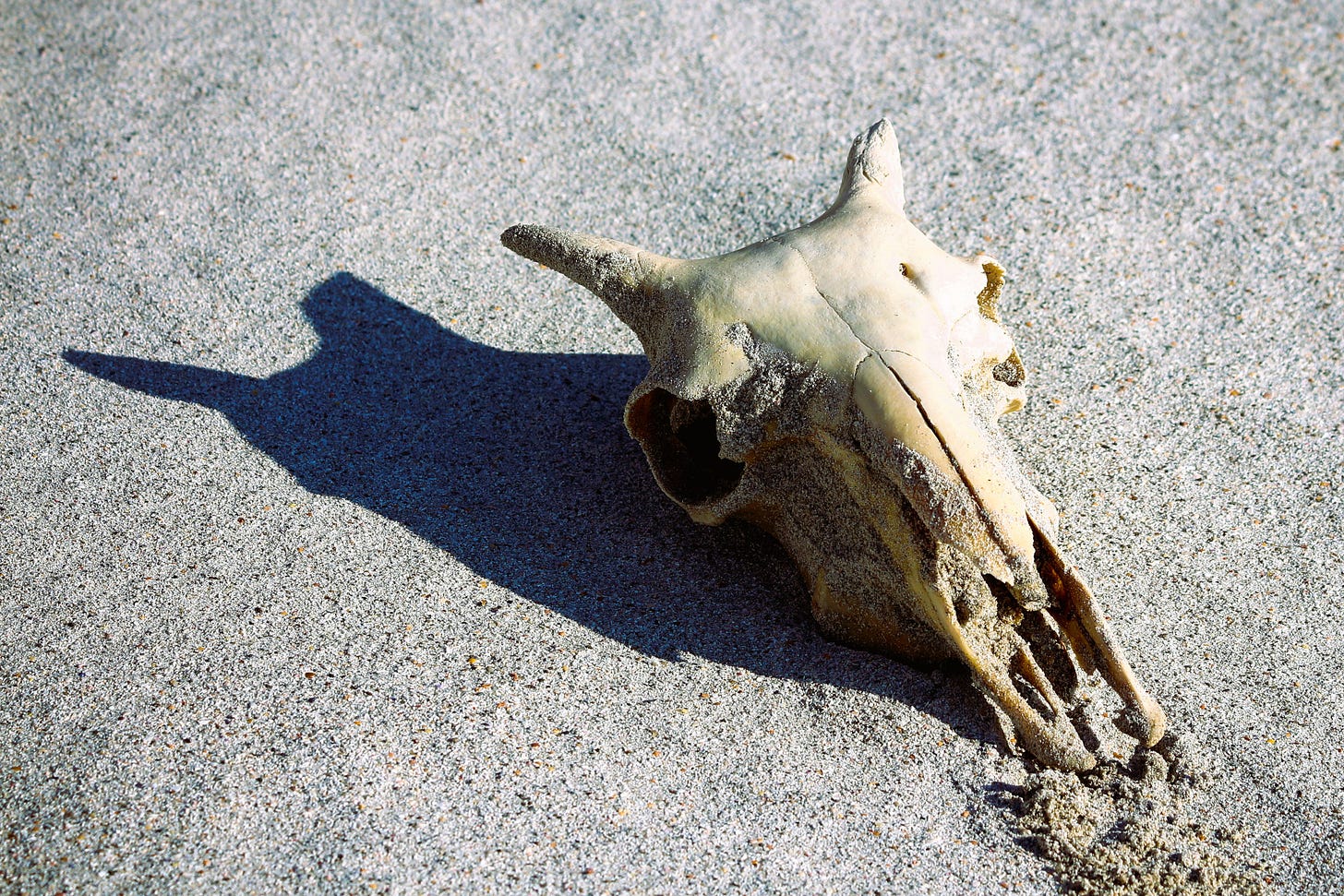 photo of a sheep skull on a white sand beach