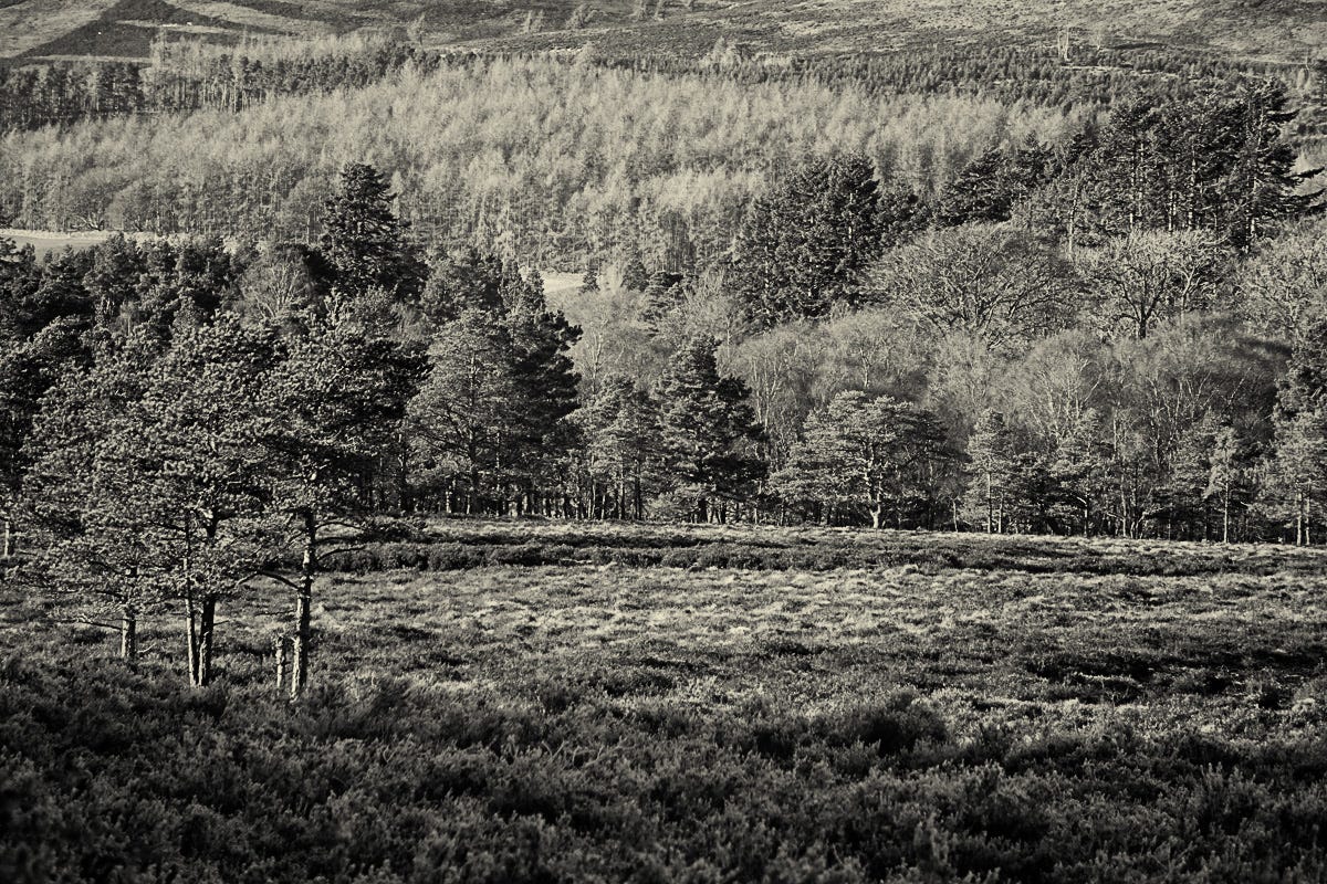 Outlook across Lumsden Moss, a lowland raised bog with heather and Scots Pine regeneration seen against a backdrop of coniferous plantation on the Grampian Hills – photo copyright Michela Griffith 2024