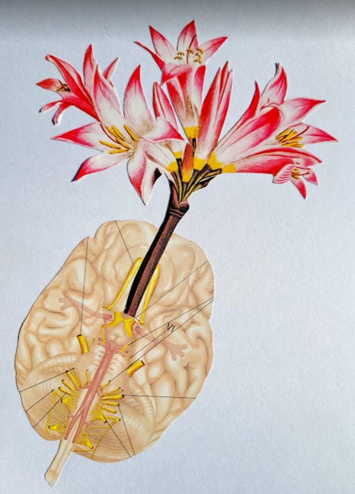 Collage of a flower growing out of a scientific illustration of a brain.