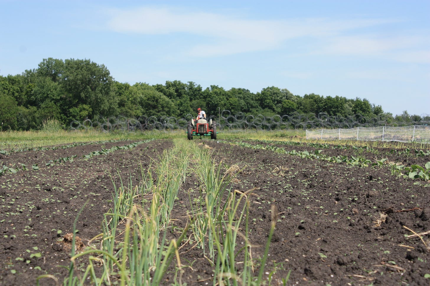 Using a tractor to cultivate crops in June at GFF