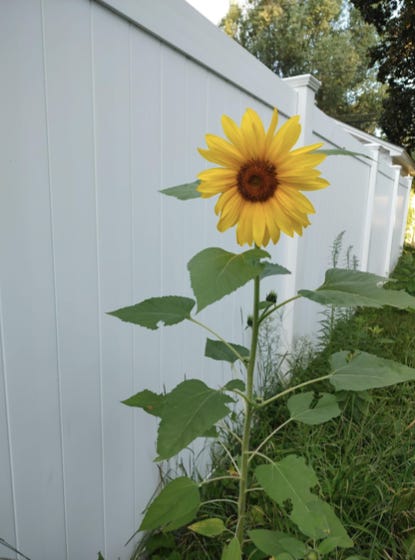 A tall yellow sunflower standing next to a white fence.