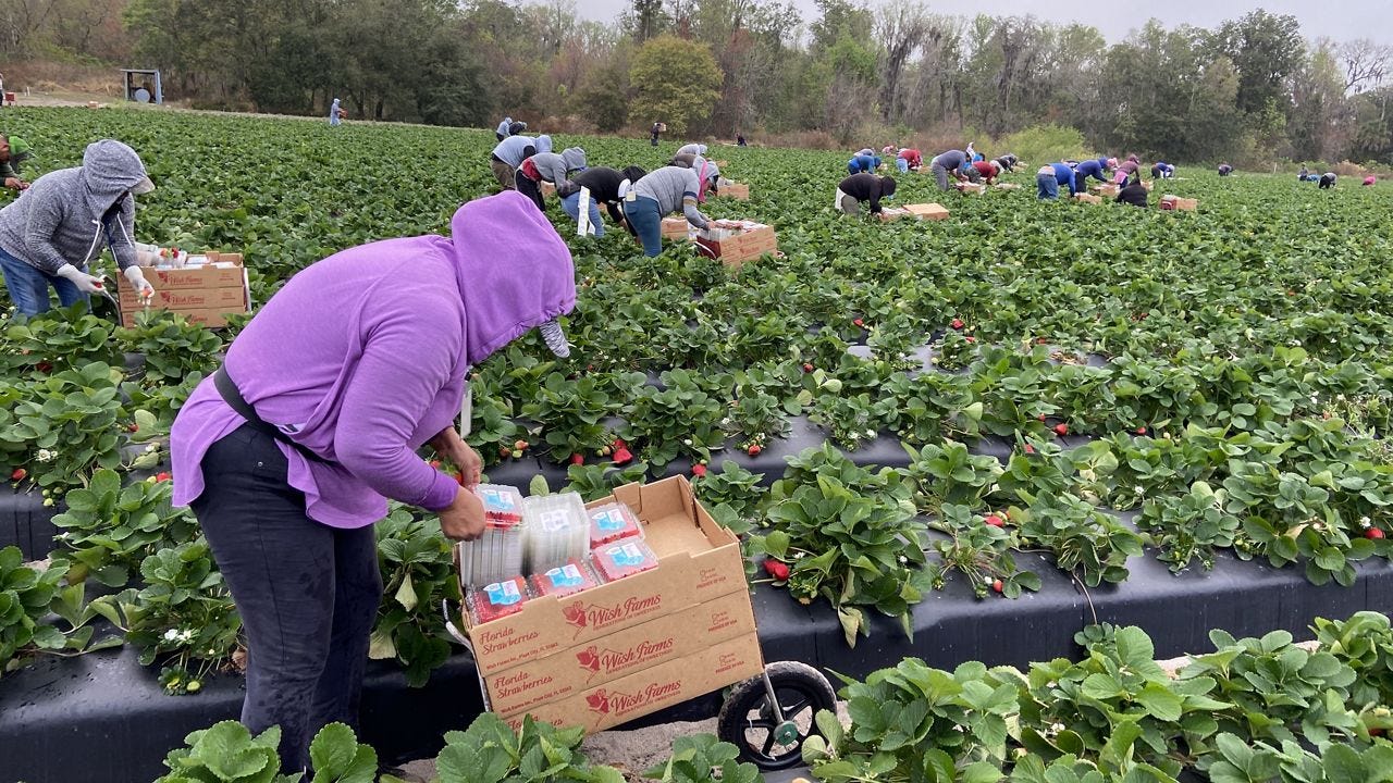 The fruits of labor beyond Strawberry Fest