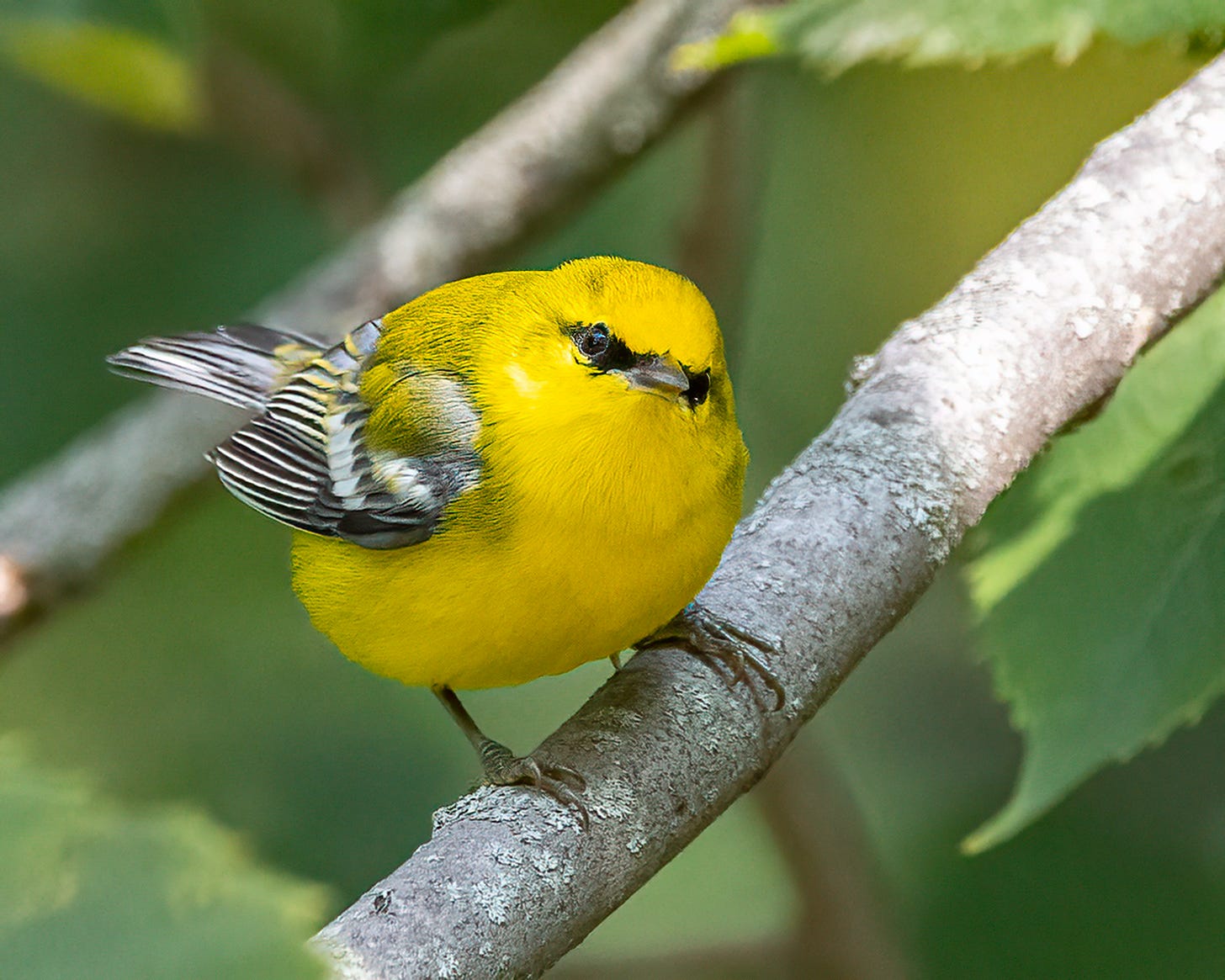 This blue winged warbler is perched on a tree branch. the bird is bright yellow across the head and breast, with dark wings with white stripes. It has a distinctive black stripe through its eye. The bird is looking straight ahead at the photographer.