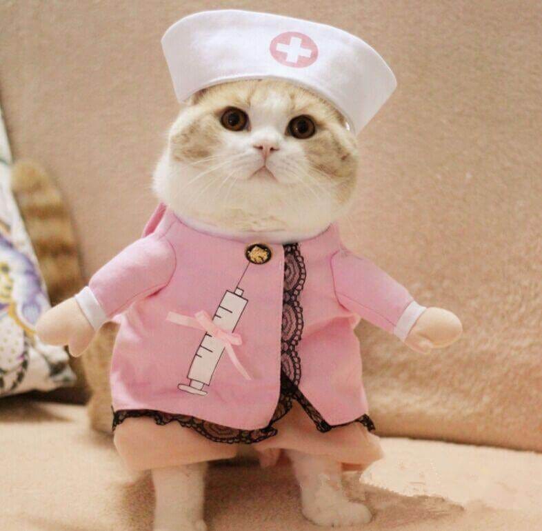 Do Cats Have Healing Powers!? - FreakyPet
