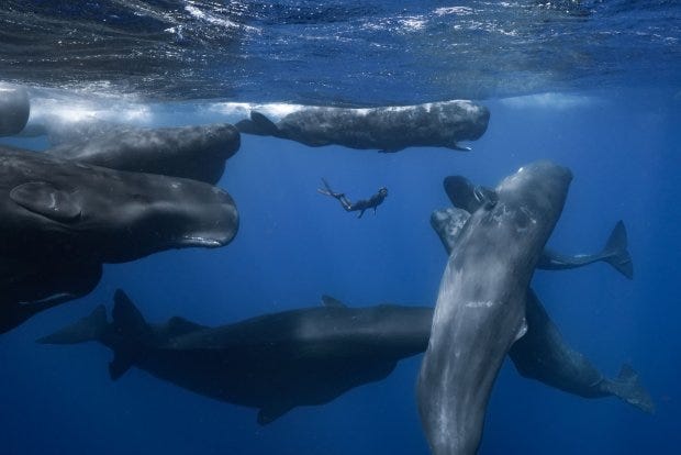 A scene of sperm whales from "Patrick and the Whale" on PBS's "Nature"