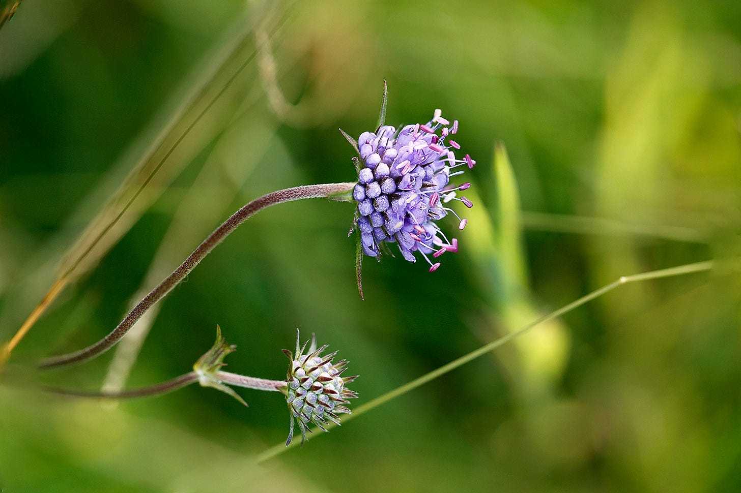 Close up of the purple flower and unopened bud of Devil’s bit scabious (Succisa pratensis)