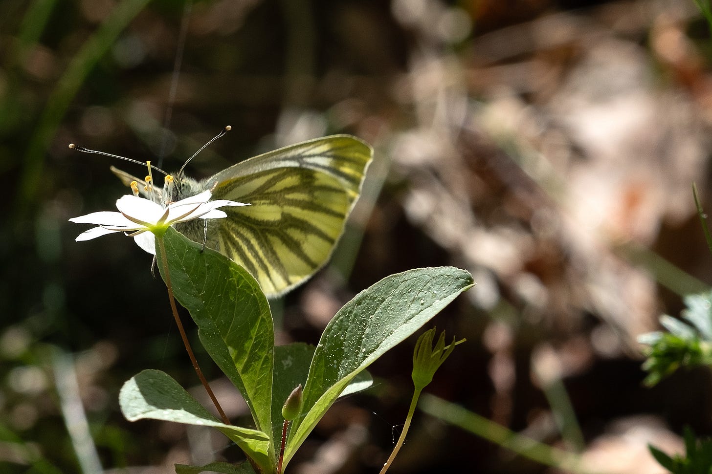 Green-veined white butterfly (Pieris napi) on white arctic starflower / chickweed wintergreen (Lysimachia europaea)