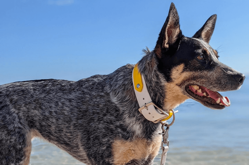 Scout the Australian cattle dog watching shorebirds on a beach in the Florida Keys