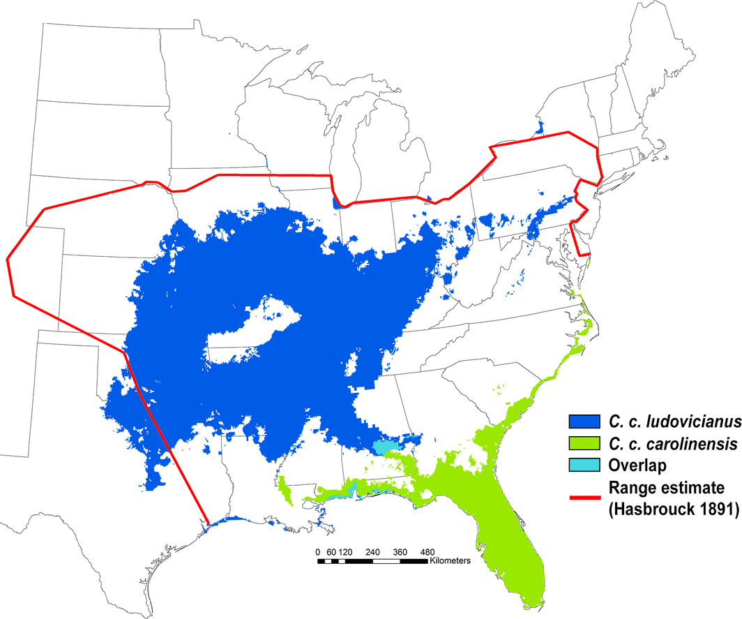 Map of southeast United States showing the range estimate of Carolina parakeets according to Hasbrouck 1891 and two much smaller range estimates from the current work. Map of southeast United States showing the range estimate of Carolina parakeets according to Hasbrouck 1891 and two much smaller range estimates from the current work.