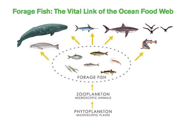 Forage Fish and the Future of Our Oceans | gastronomic graffiti