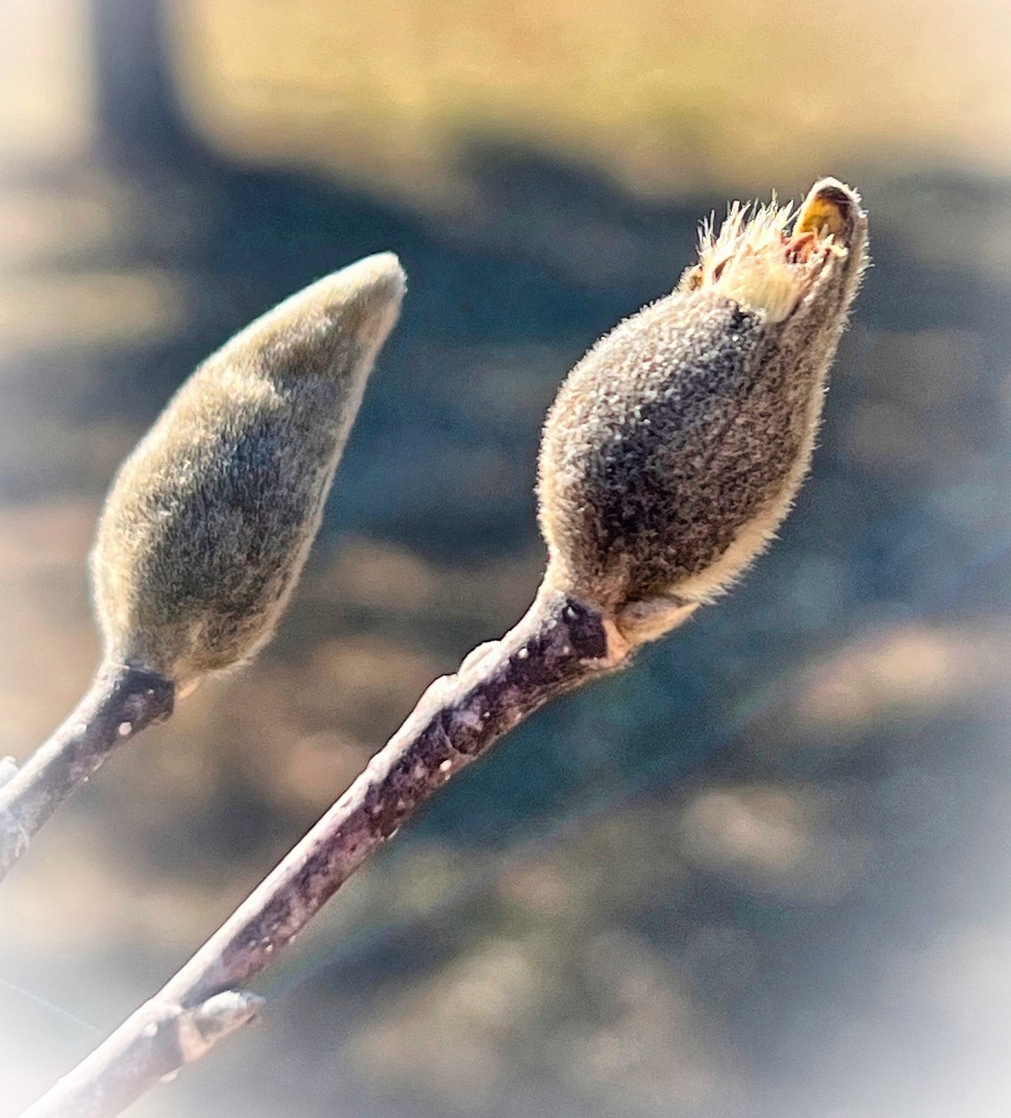 Two flower buds side-by-side with the sunlight shining from the left onto the small buds