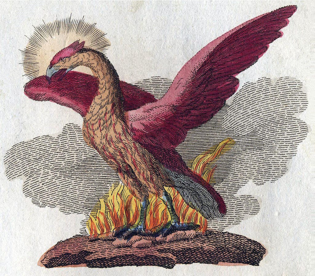 illustration of a phoenix, a bird on a rock, standing in flames