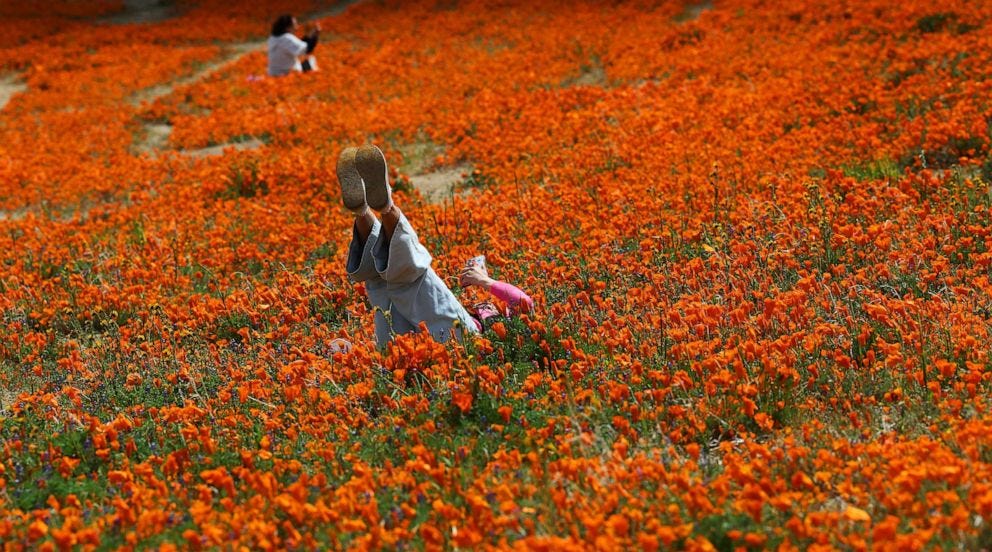 PHOTO: People take pictures in a field of poppies near the Antelope Valley California Poppy Reserve in Lancaster, California, April 13, 2023.