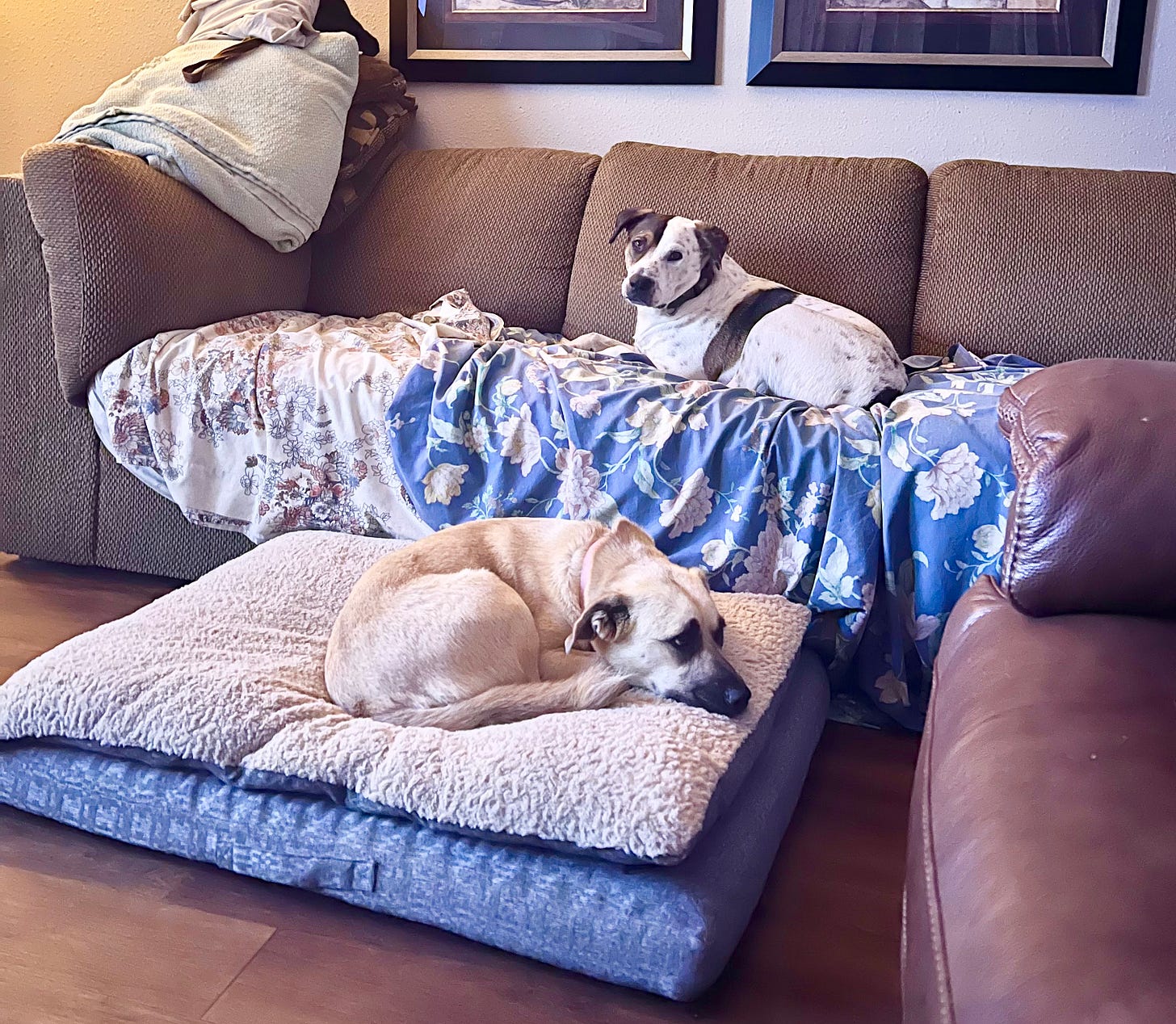 A cream colored dog (black-mouth cur mix) is curled up on a dog bed in front of a couch. The couch has sheets on it and a brown and white spotted dog (pointer mix) is laying on it. They are both medium-sized.