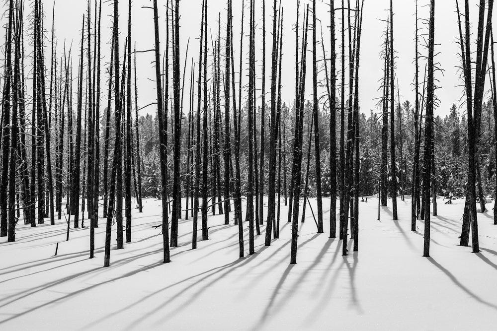 Winter In Yellowstone National Park © Jennifer Carr Photography-18.jpg