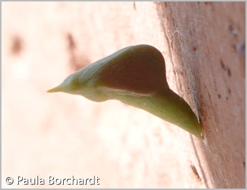 Mystery chrysalis 4 days after pupation