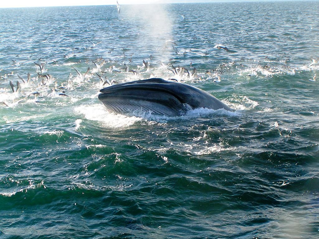 Photo of whale leaping half out of the ocean waves.