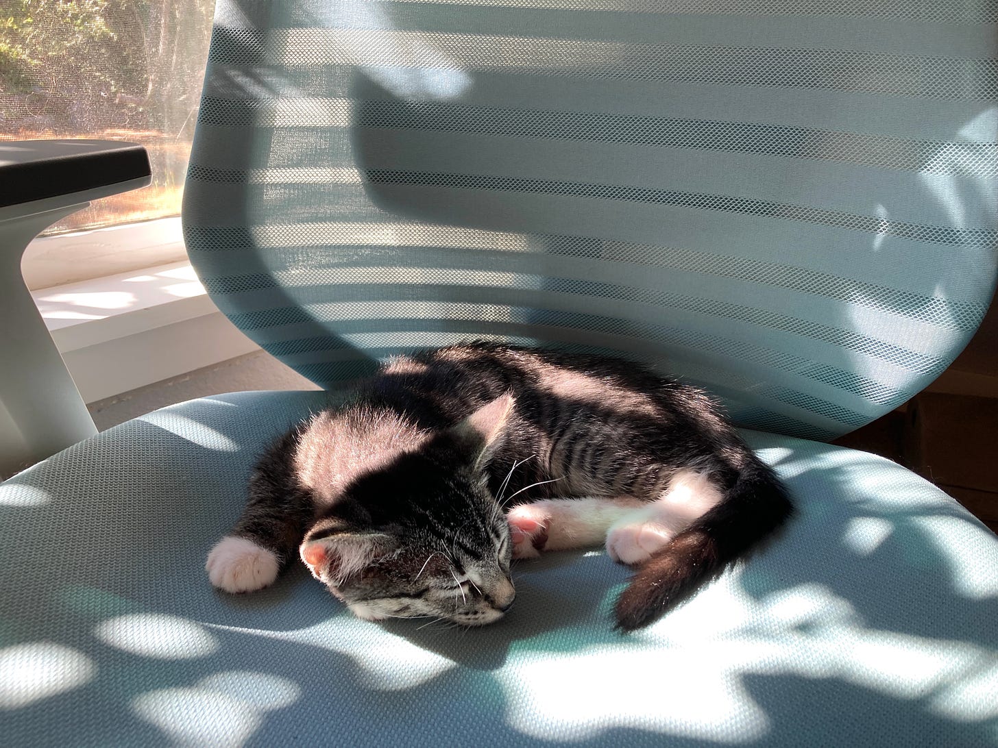 A photo of my "foster fail" kitten sleeping peacefully on my chair
