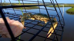 Killed It Today!!! Catching Florida Blue Crabs!!! How To Catch Blue Crabs!!!  - YouTube