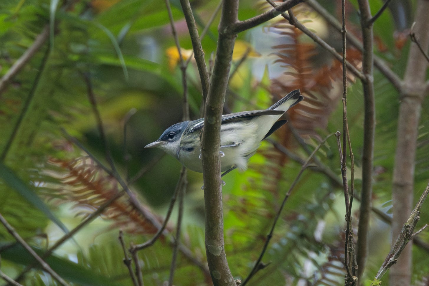 the same bird, now perched facing left showing its white belly, in a conifer tree