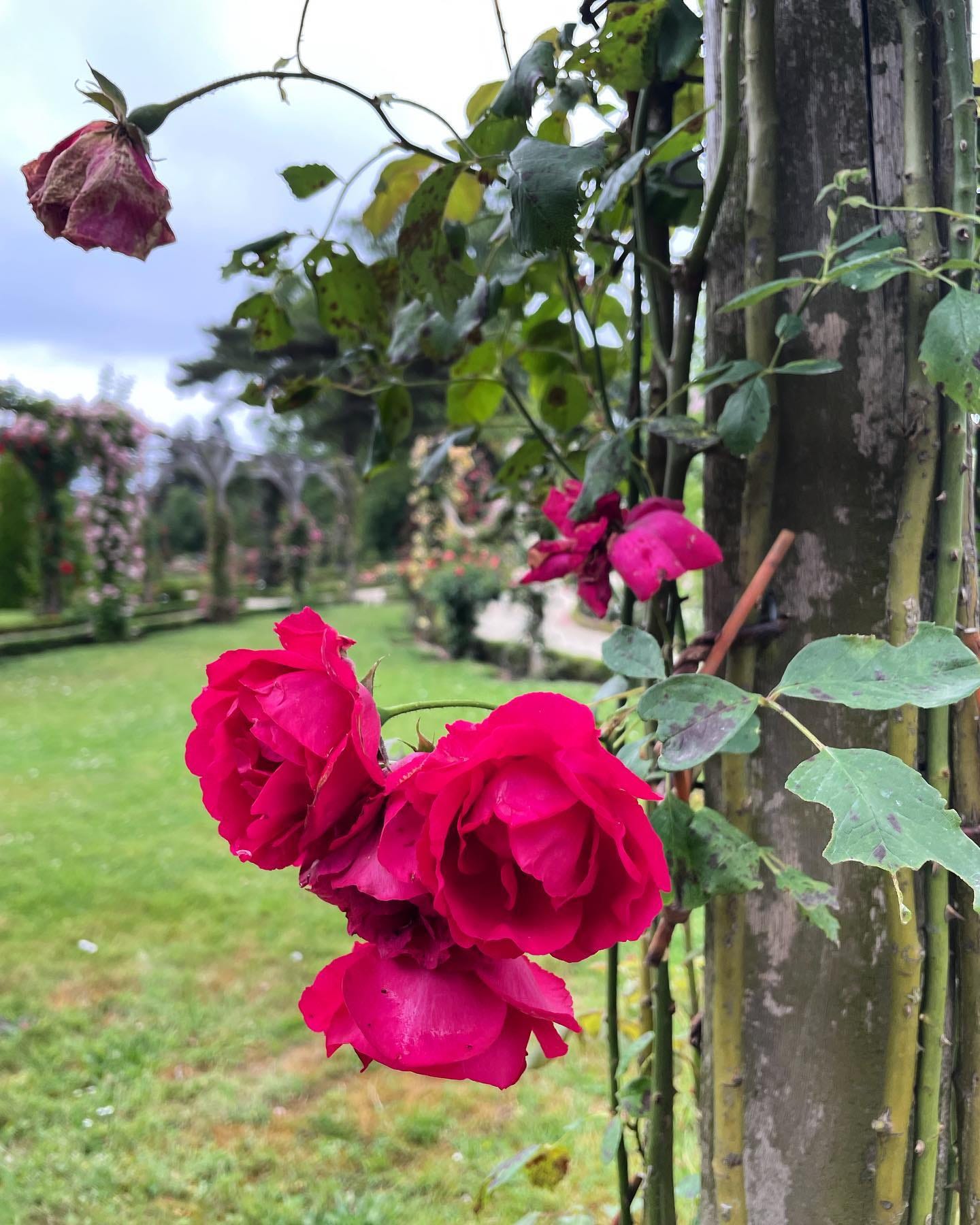 Pink roses are depicted outdoors. They are in varying stages of decay. The top roses are wilted, whereas the cluster of roses on the bottom are bright pink. Their stems climb and wind around a trunk-like trellis.