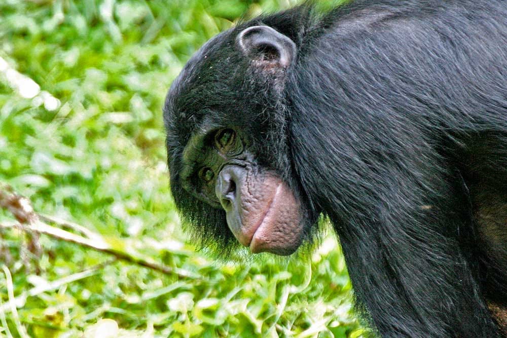 Bonobo leaning toward the left into the camera frame, with green vegetation background