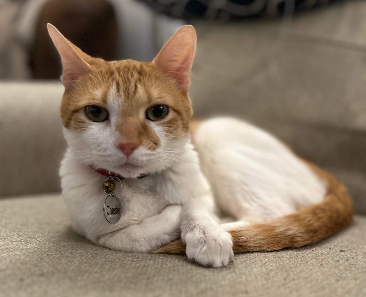 A red and white cat with a collar that says Chester looks at the camera while curled up in a ball