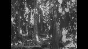 Image result for men walking as trees Image result for men walking as trees