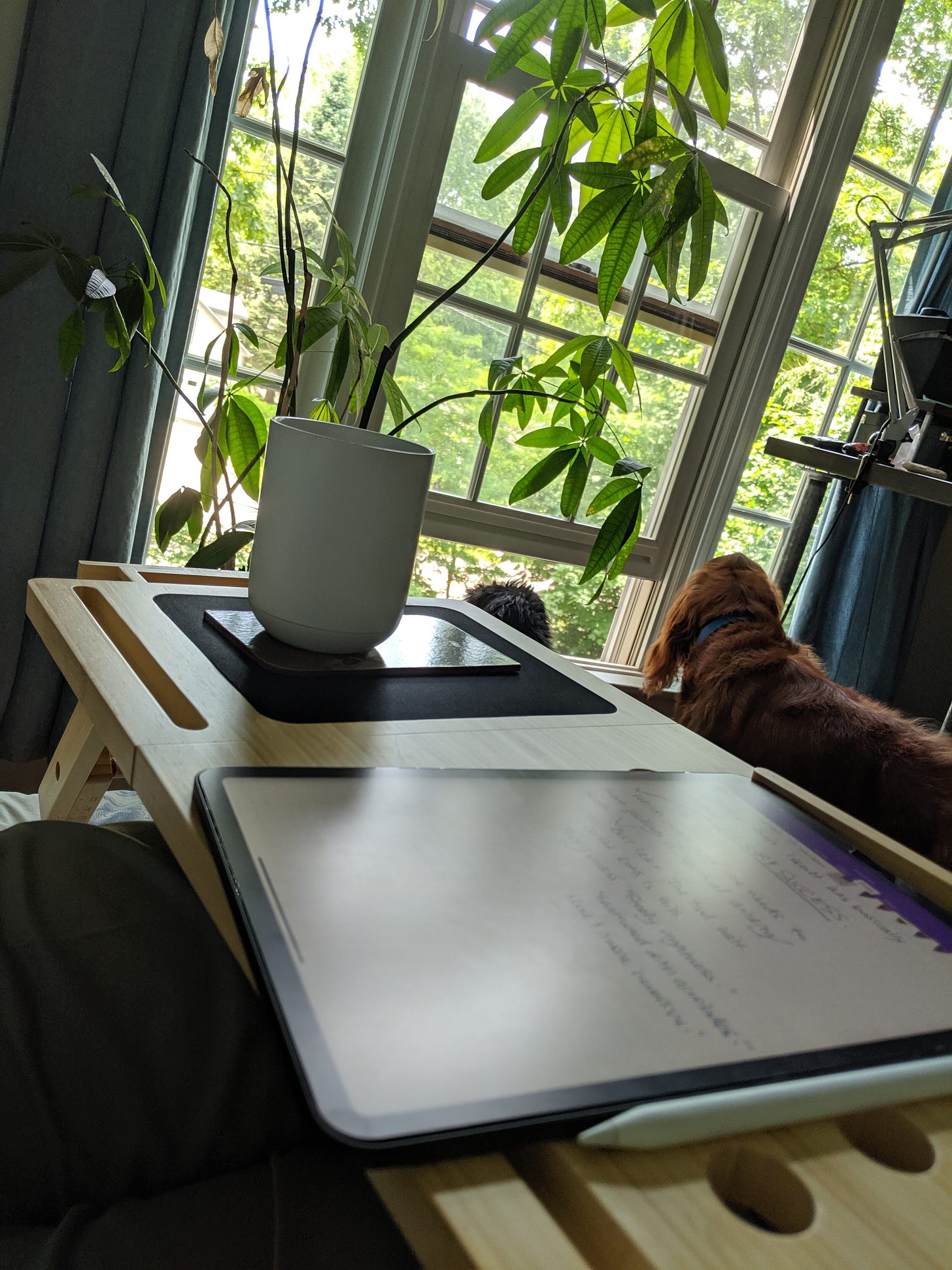 A photo of Susan's lap desk, a coffee, and her two dogs staring out a window