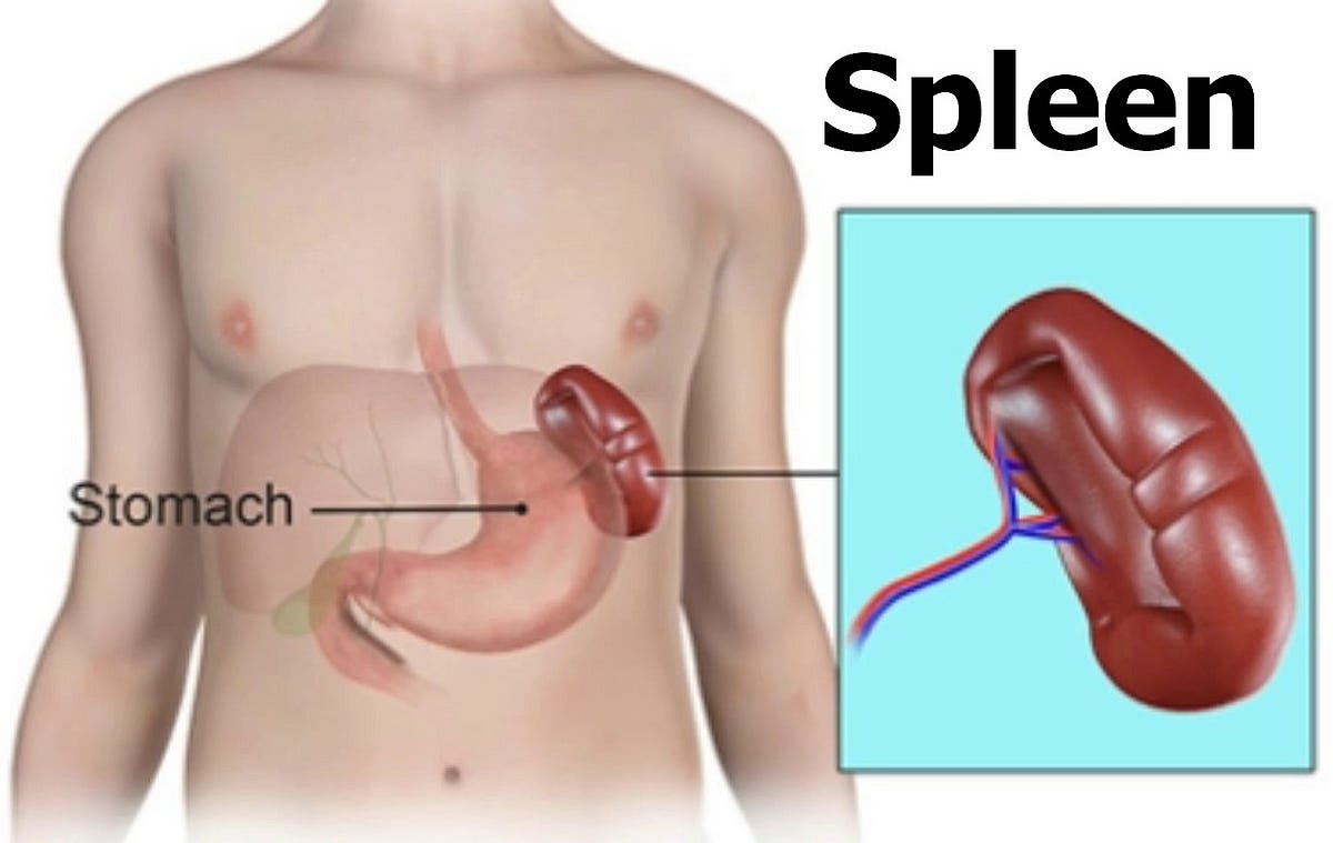 Diagram of spleen within body