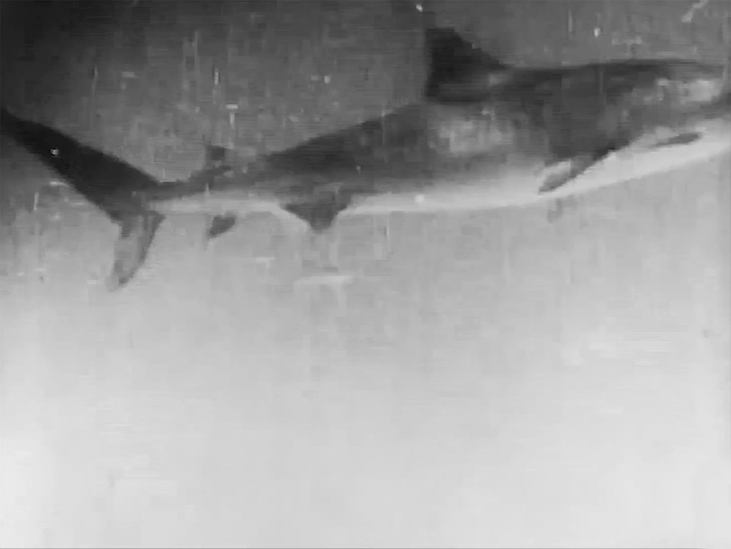 Black and white film still showing a shark swimming left to right - from the 1916 film 20,000 Leagues Under the Sea