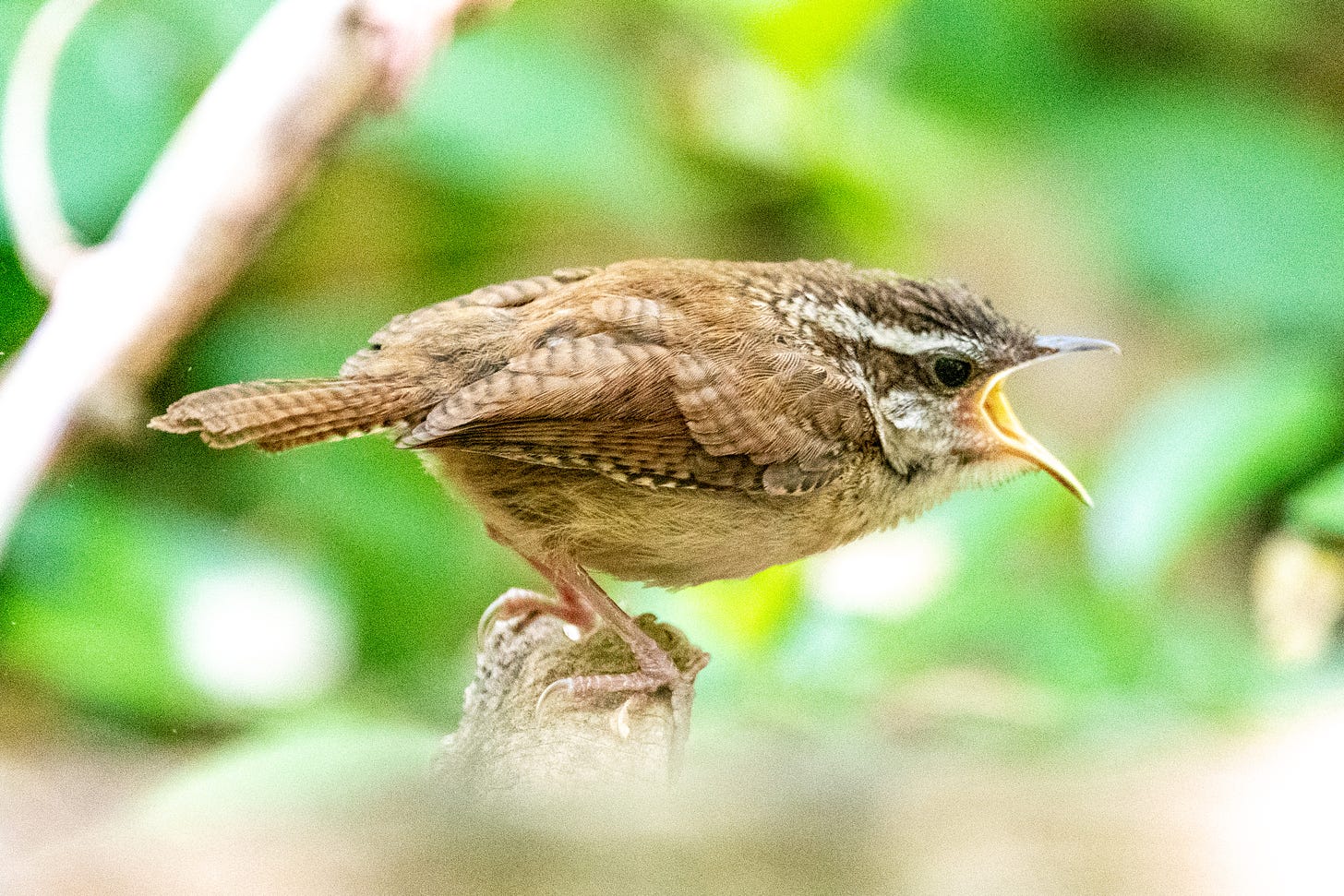 A fledgling Carolina wren, leaning forward and squawking for grub with wide-open beak