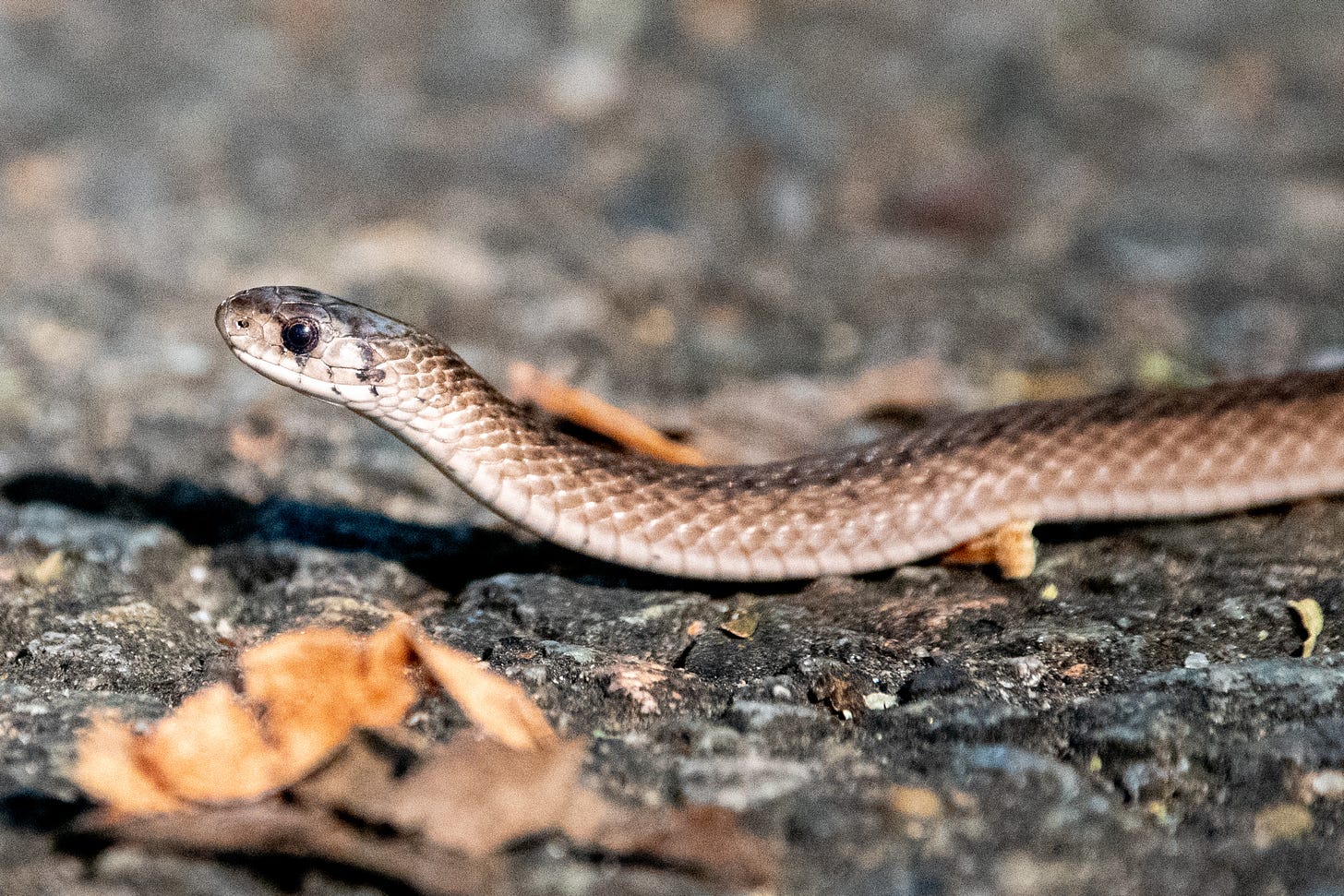 The compact head and about eight inches of neck of a common garter snake with hazel eyes, slithering across an asphalt path