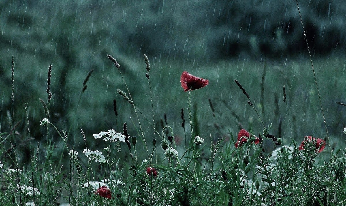 nature, grass, plant, field, meadow, prairie, rain, leaf, flower, green, flora, wildflower, thunderstorm, poppy, macro photography, flowering plant, lake balaton, tihany, grass family, plant stem, land plant