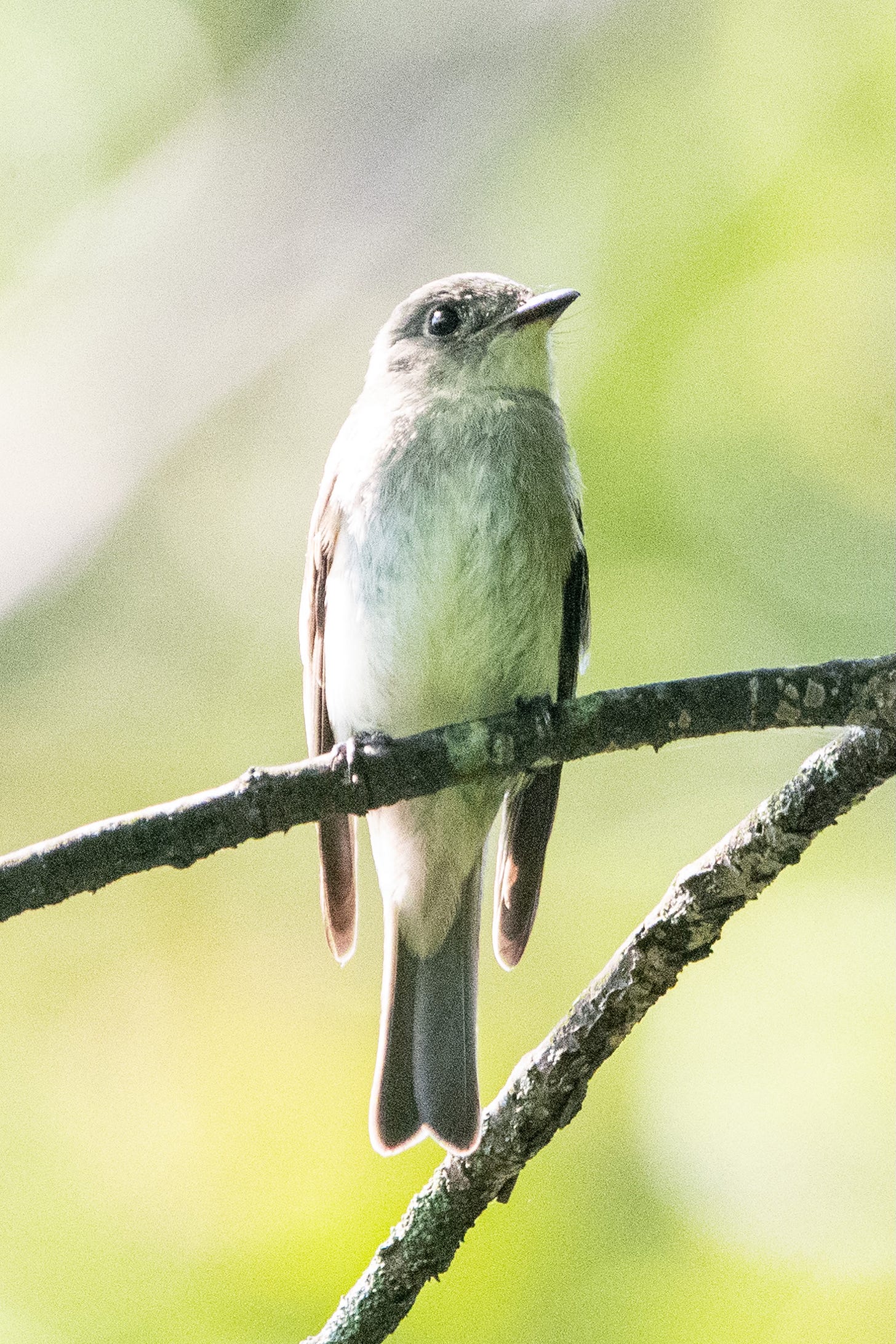 A small bird with a gray head, a white chin, a white breast, and gray wings and tail