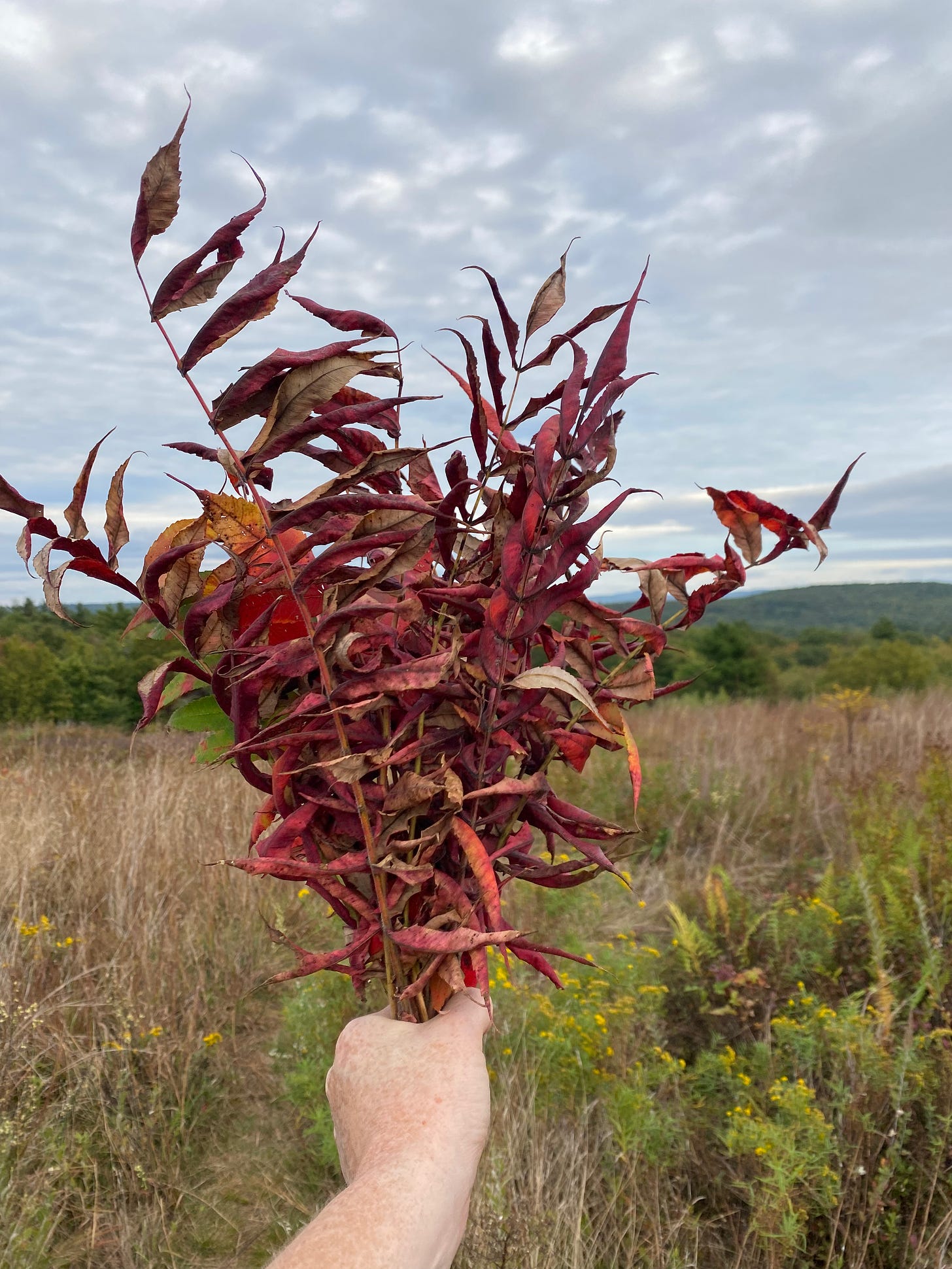 A bouquet of red sumac leaves against a grey fall sky.