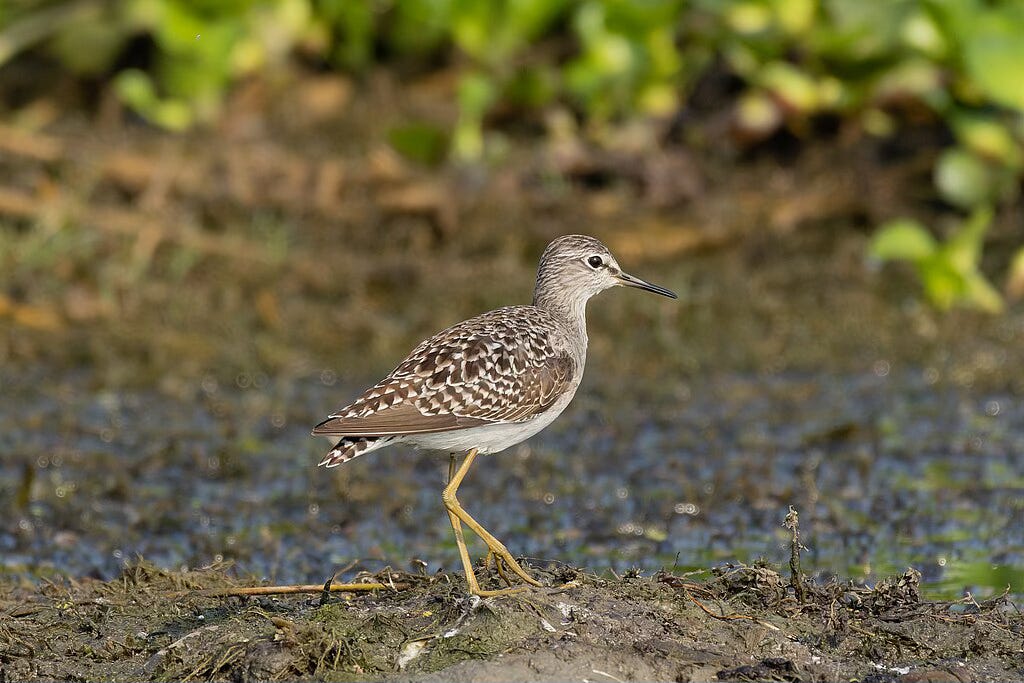 Image of a wood sandpiper standing on muddy ground with green vegetation in the background. The sandpiper has long, yellowish legs, a speckled brown and cream-coloured body and a fine bill. 