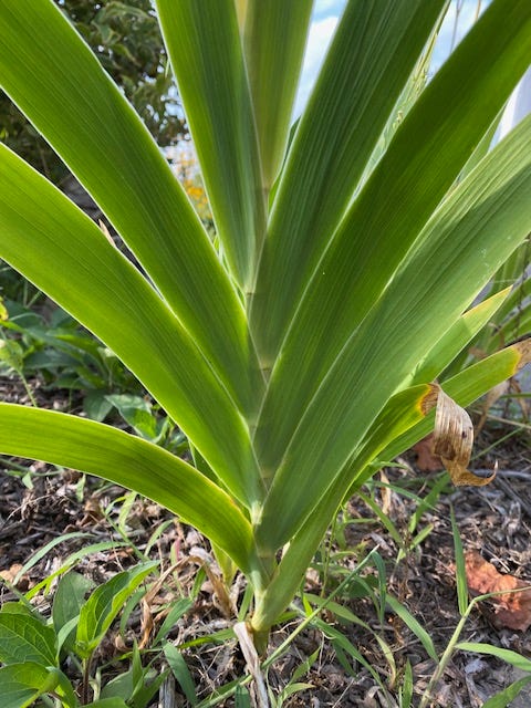 A flat fan of leaves emerging alternately and directly  from the stem